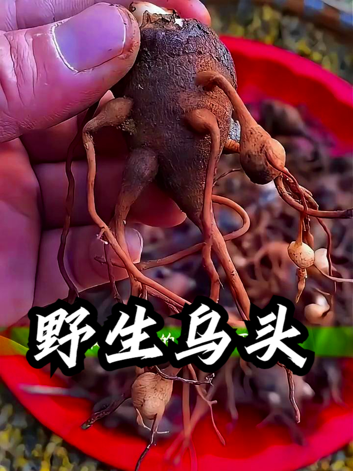 钓乌头技巧饵料配方(钓乌头用什么来钓最好)