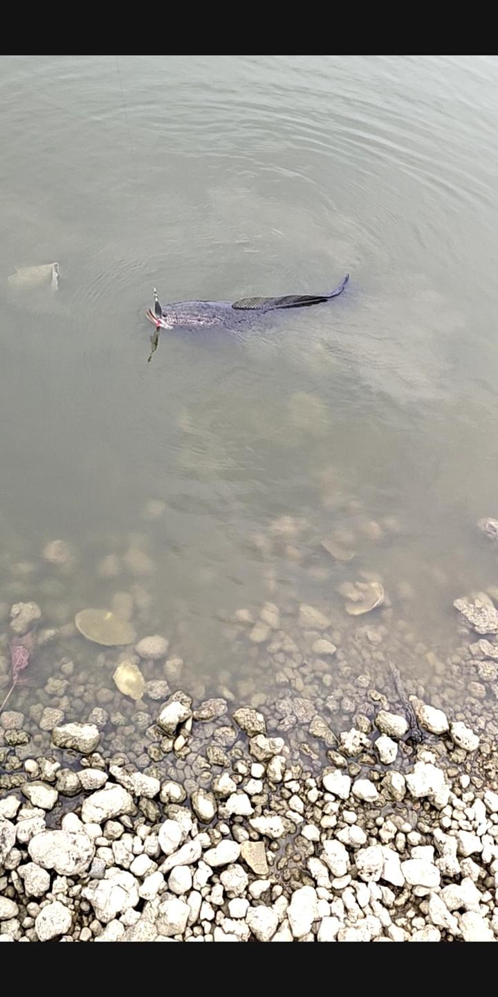 路亚胡子鲶(路亚钓胡子鲶用什么饵最好)