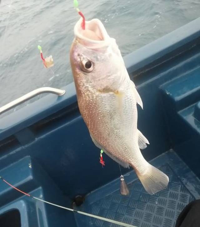 澳头海钓(澳头钓鱼船家)
