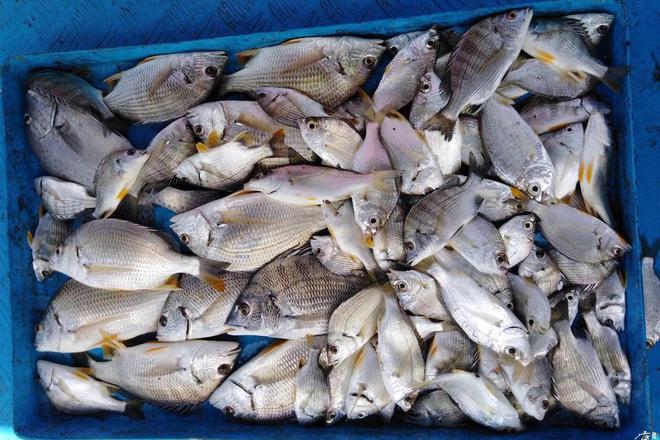 海钓管食样子(海钓上鱼食技巧)