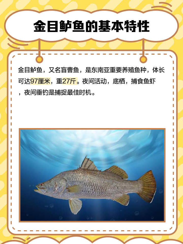 路金目鲈的技巧(路亚金目鲈鱼技巧)