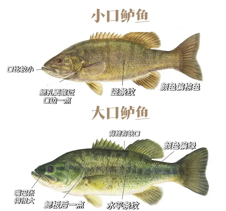 路金目鲈的技巧(路亚金目鲈鱼技巧)