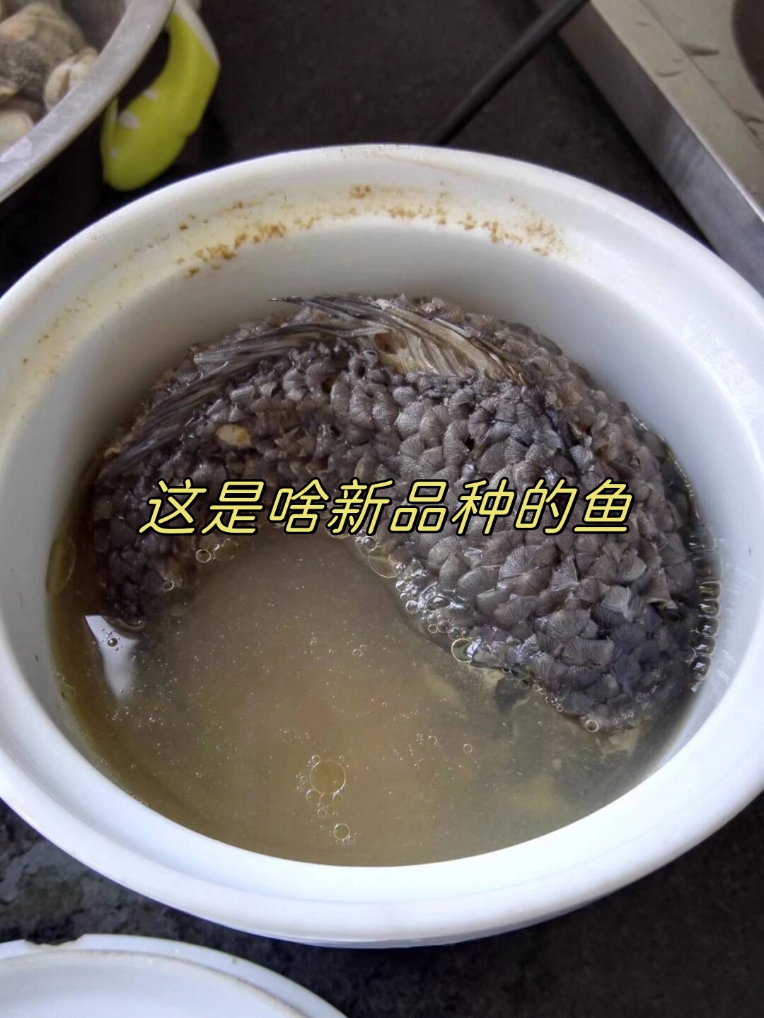 鲫鱼挖内脏技巧(怎么处理鲫鱼内脏和清洗)