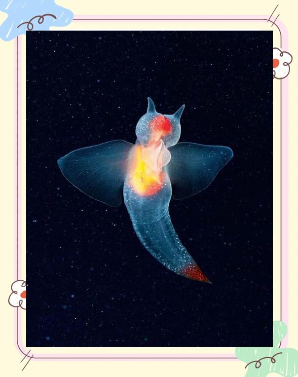 云冰海钓旗鱼(海钓为什么怕钓旗鱼)