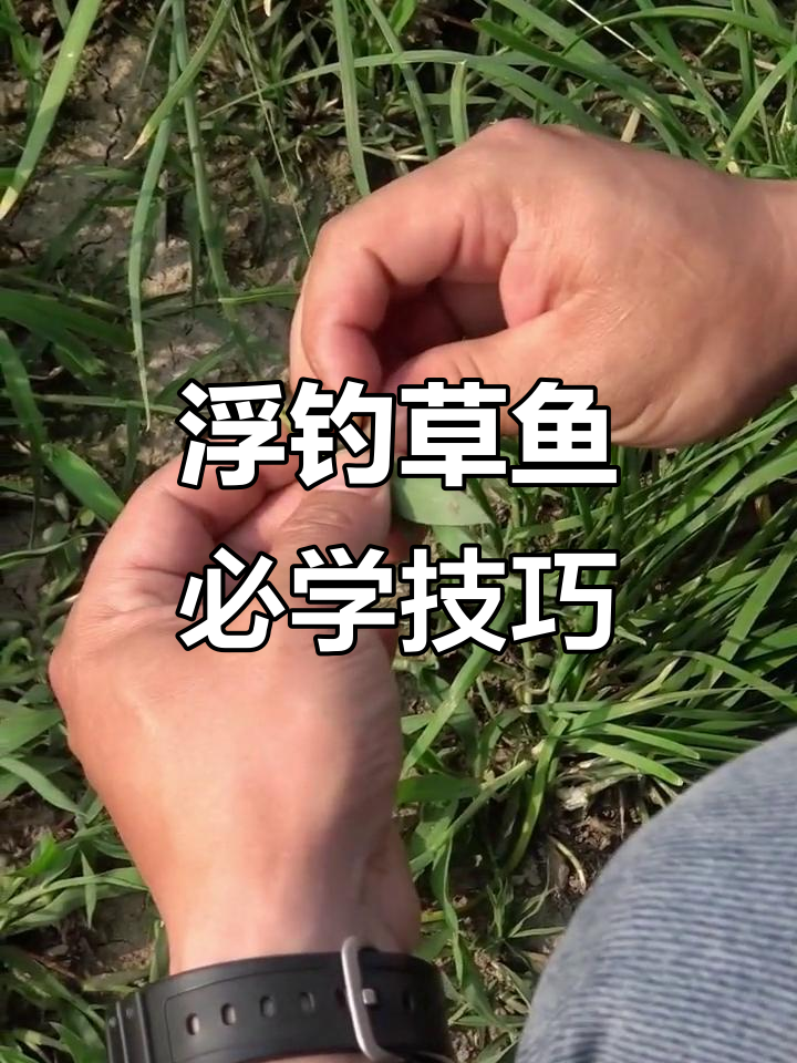 野河手竿钓草鱼技巧(野河手竿钓草鱼技巧视频)