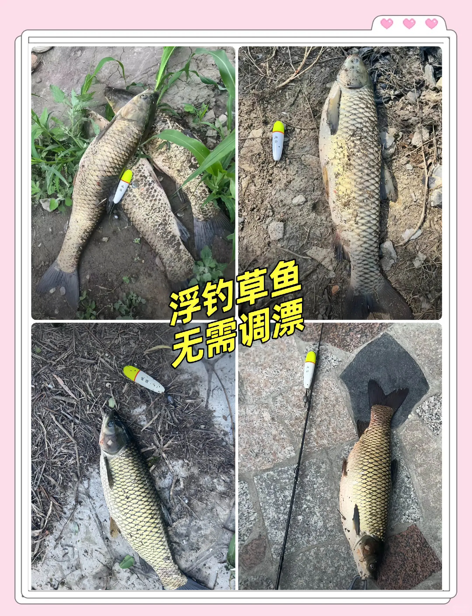 野河手竿钓草鱼技巧(野河手竿钓草鱼技巧视频)