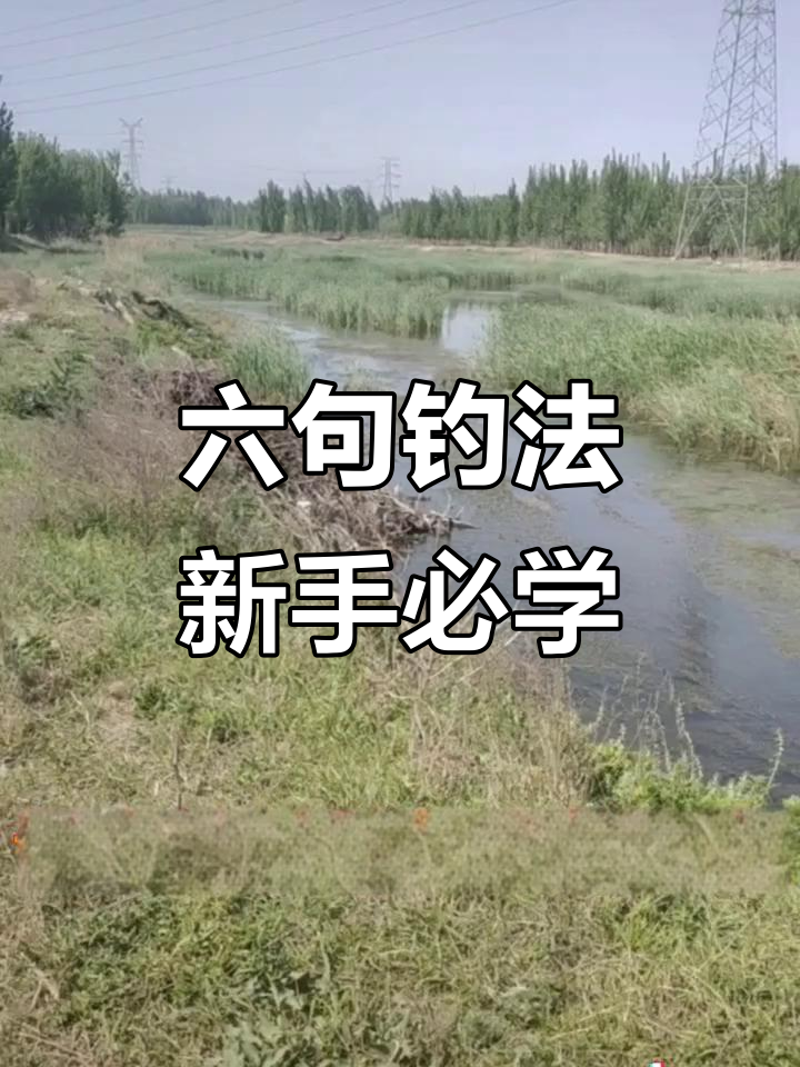 码头钓鱼技巧大揭秘(码头钓鱼用什么钓饵好)