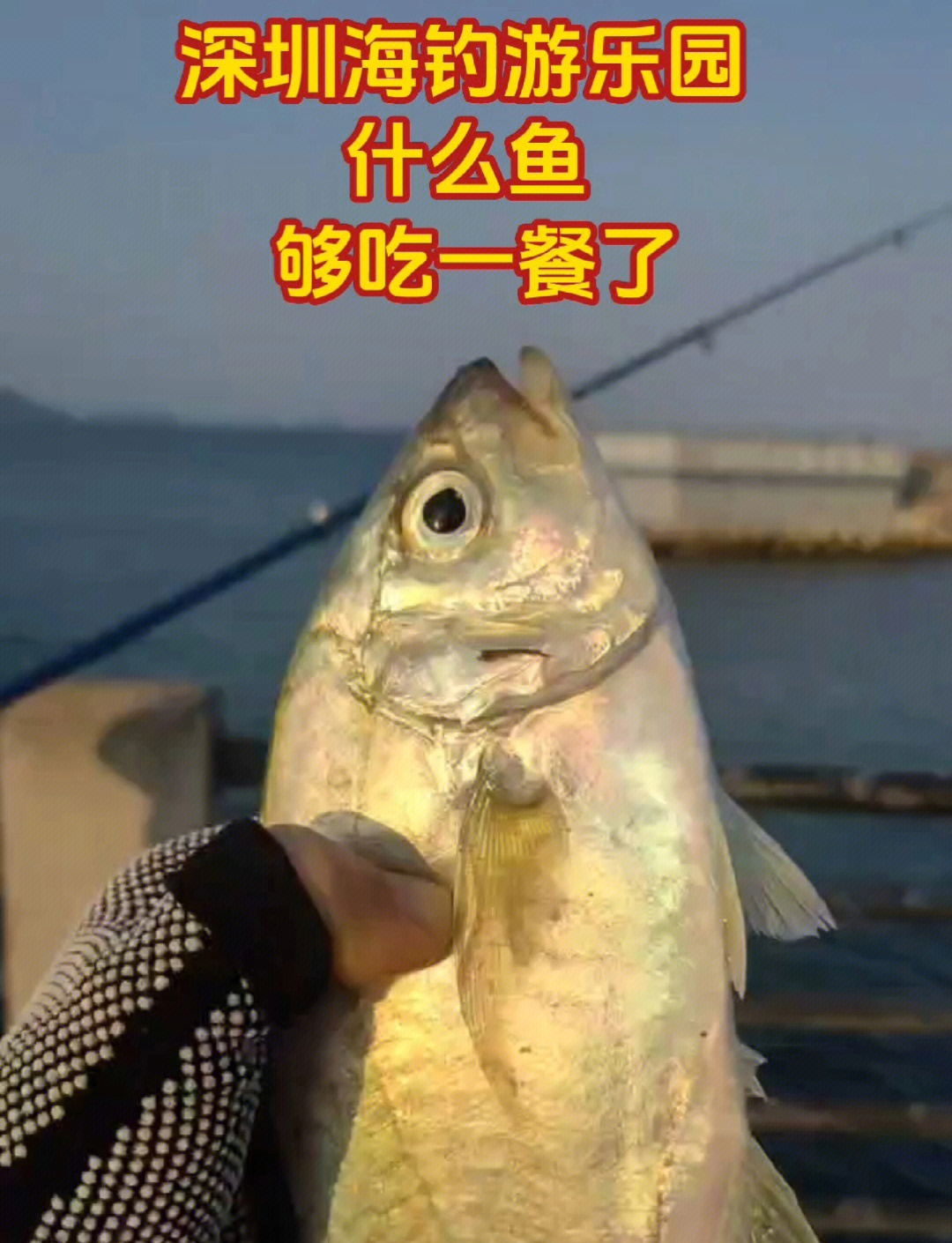 海钓抽小鱼(钓鱼发烧友抽海神技巧)
