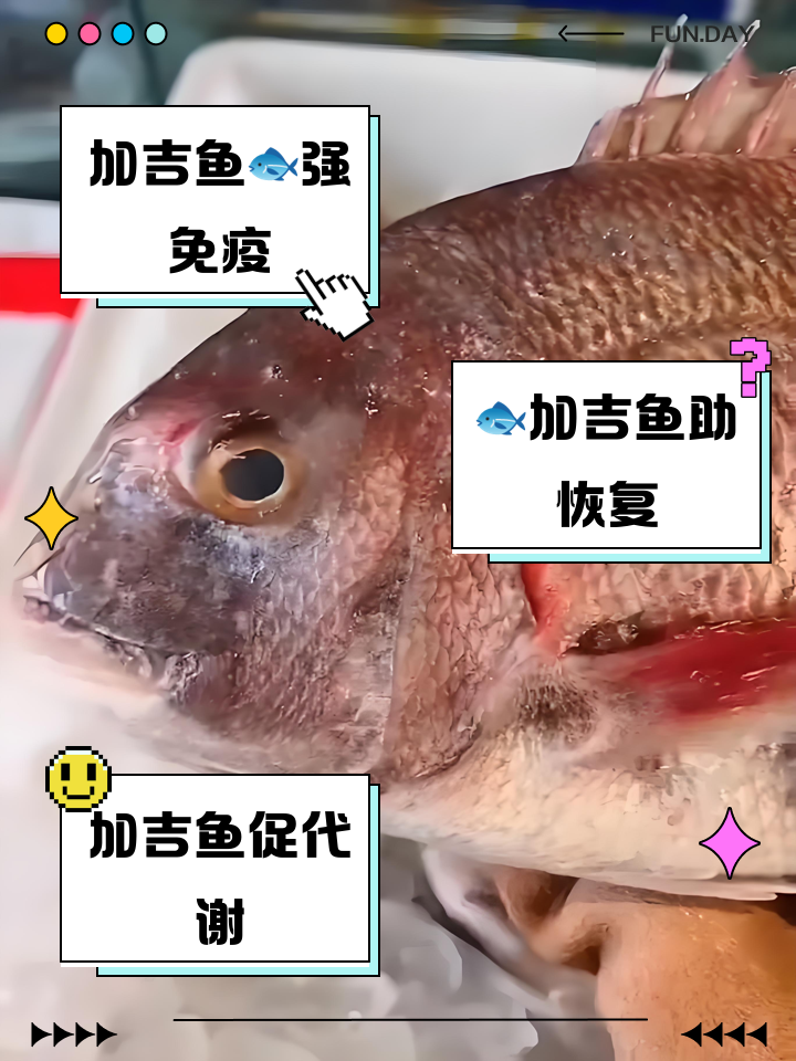 蓬莱海钓加吉鱼(蓬莱海钓都可以钓到什么鱼)