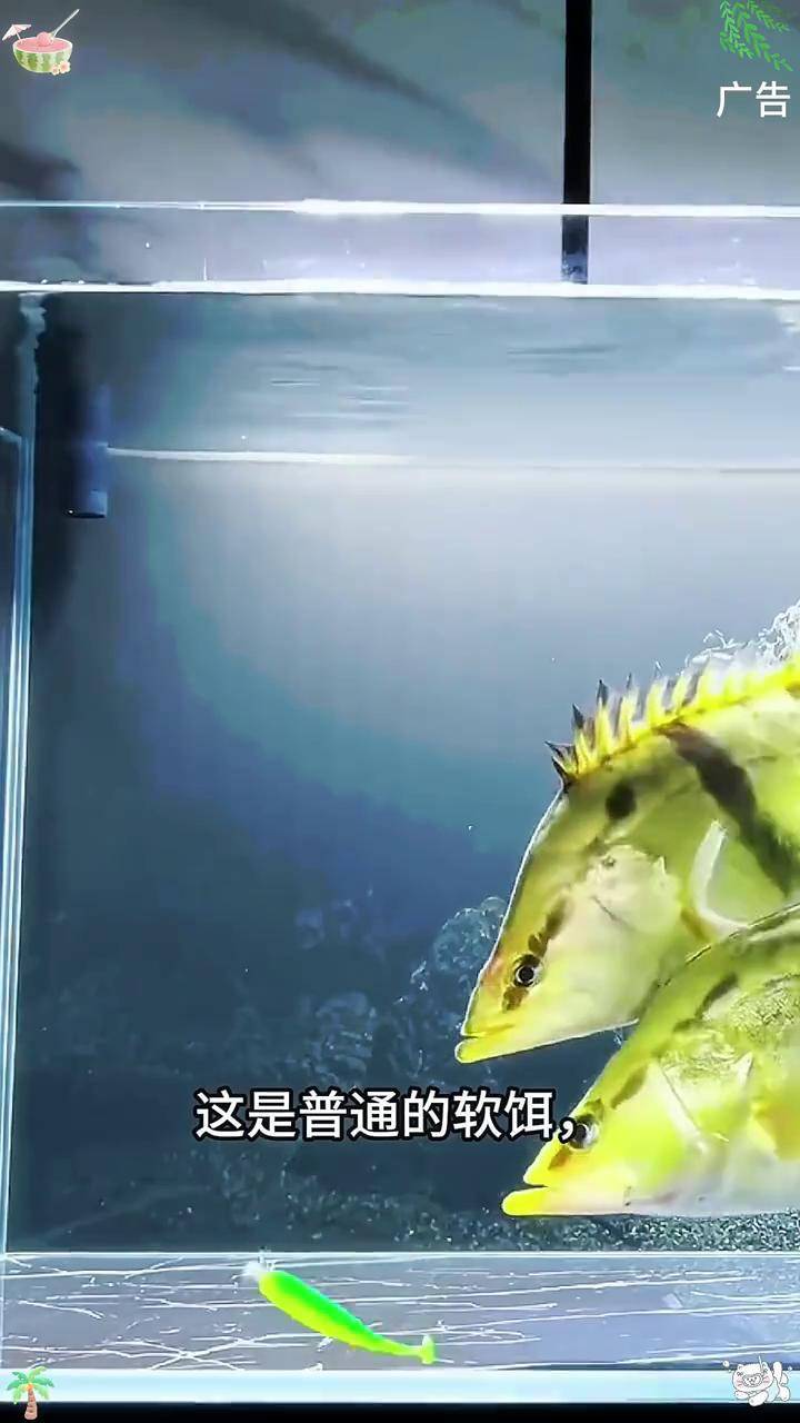 翅嘴路亚(路亚翘嘴攻略)