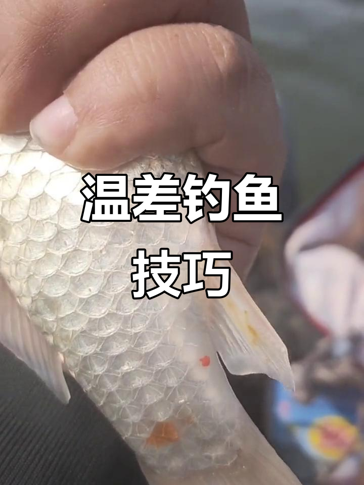 飞铅抛杆技巧(飞铅钓法教学视频)