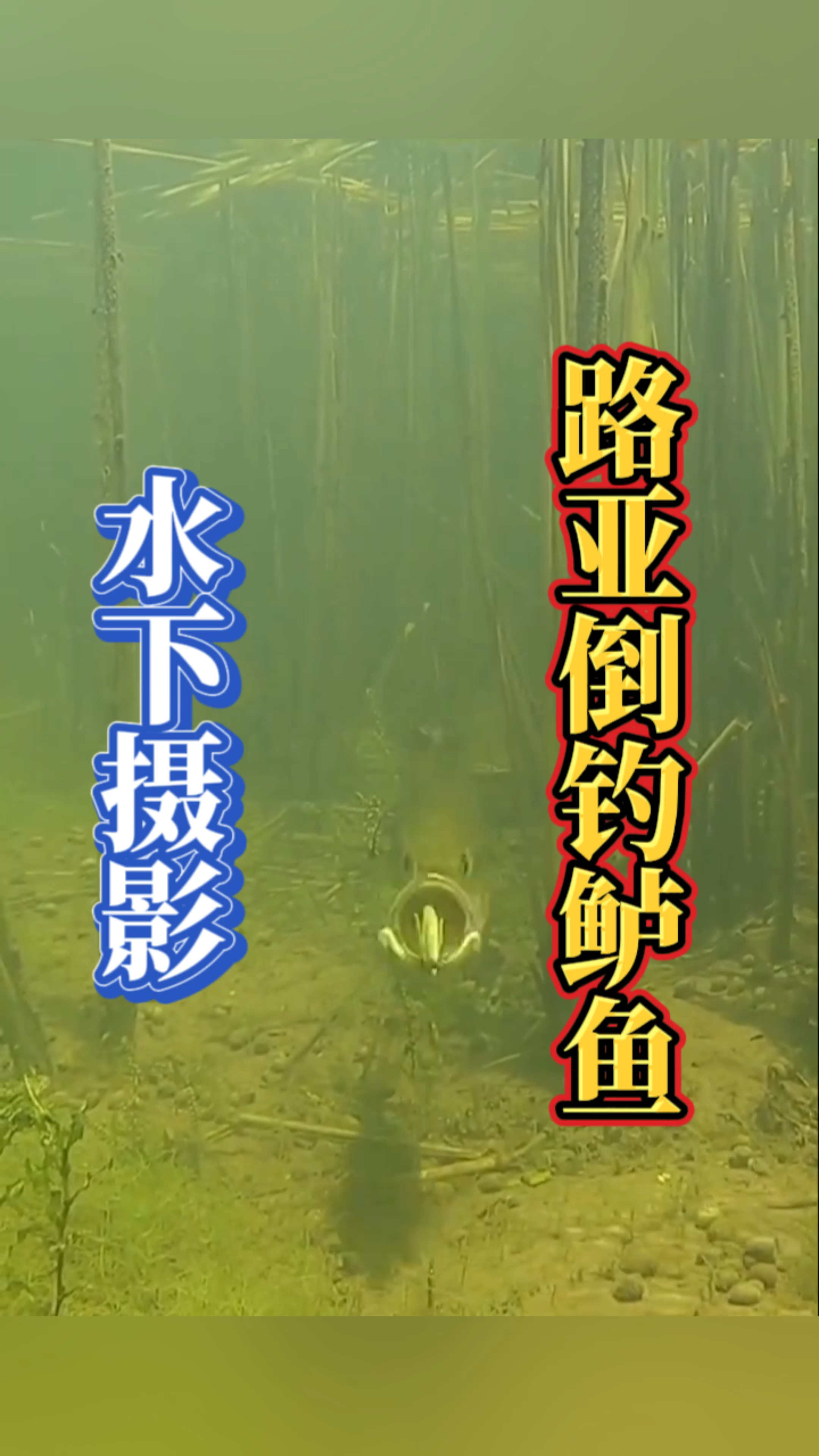 路亚钓海鲈视频(路亚海鲈的用饵与手法)