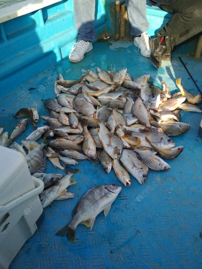 阿斌海钓论坛(黄岩阿斌海钓视频)
