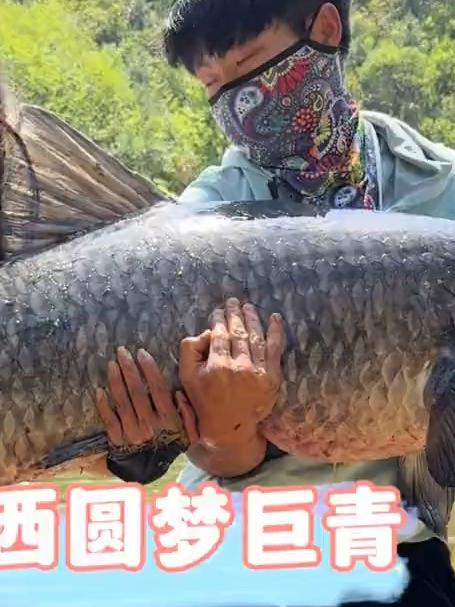 钓巨青技巧(钓巨青调漂怎么调)