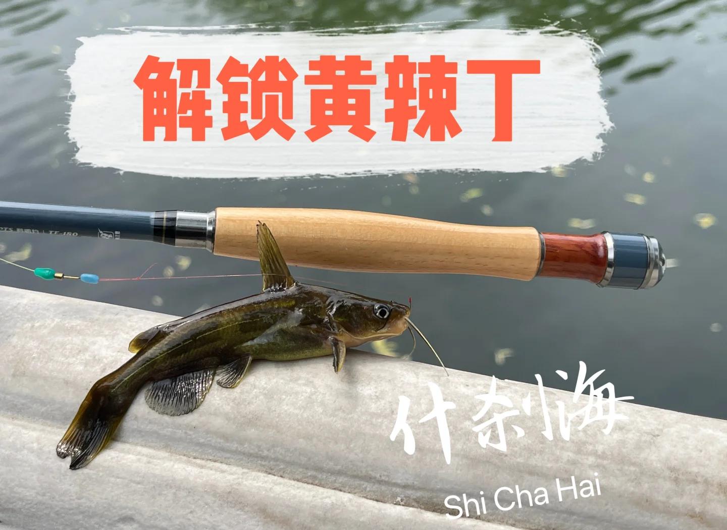 路亚怎么路黄辣丁(路亚怎么钓黄辣丁最快)