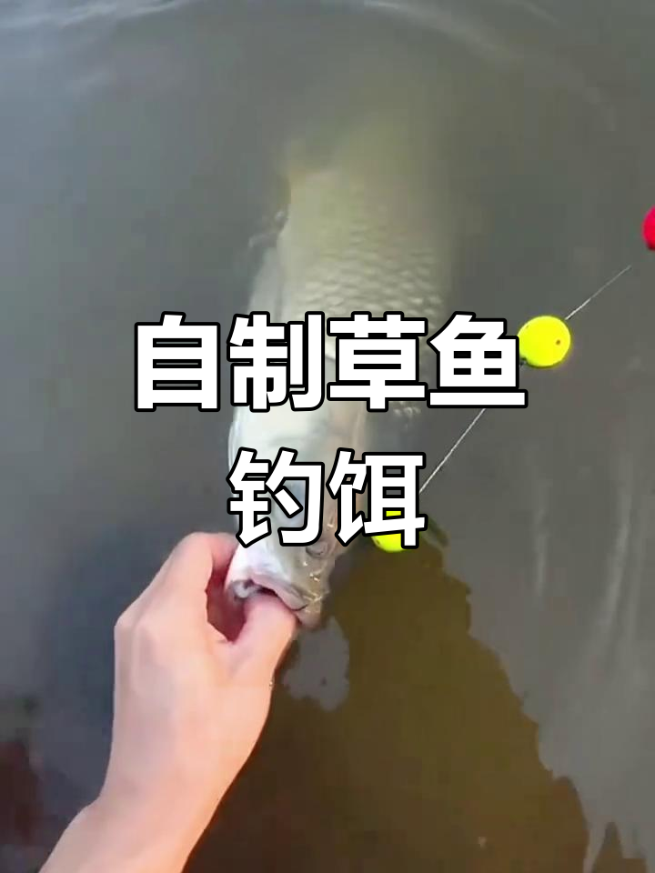秋天钓草鱼饵料配方(秋天钓草鱼饵料配方视频)