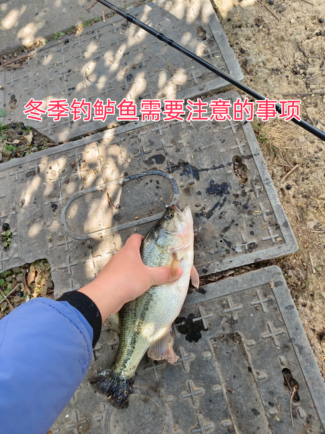 海钓鲈鱼技巧要看天气吗(海钓鲈鱼技巧要看天气吗视频)