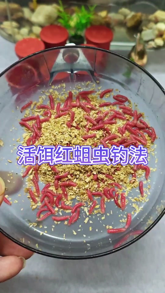 天河红线虫钓鱼技巧(天河红线虫钓鱼技巧和方法)