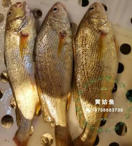 海钓黄姑技巧(海钓黄姑技巧视频教程)