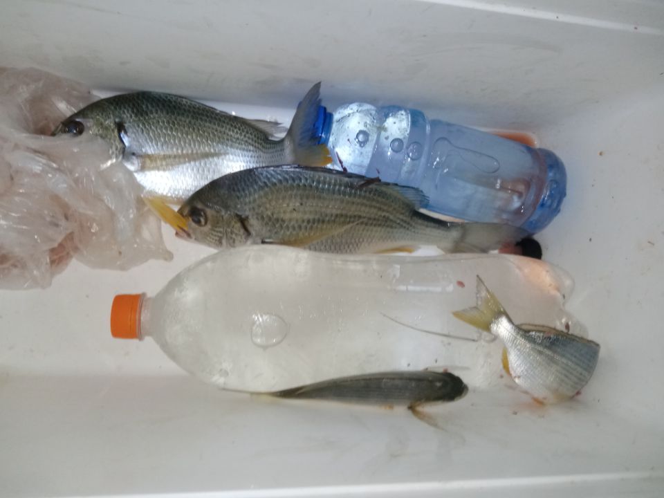 沙滩海钓有什么鱼(沙滩海钓有什么鱼可以钓)