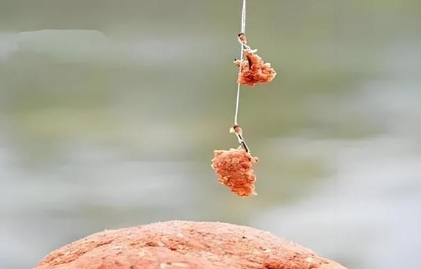 钓鱼技巧扬竿(钓鱼扬竿手法视频)