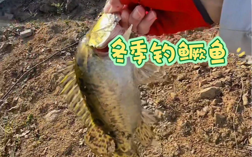 芜湖路亚桂鱼(路亚水库钓鳜鱼)