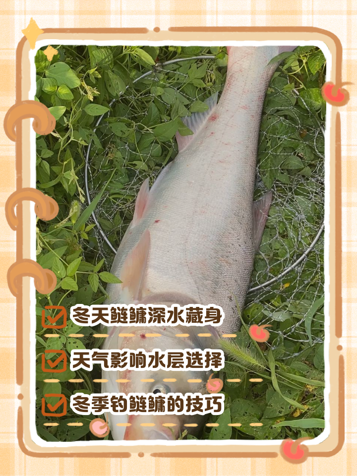 冬钓鲢鱼技巧(冬季怎样钓鲢鳙鱼)