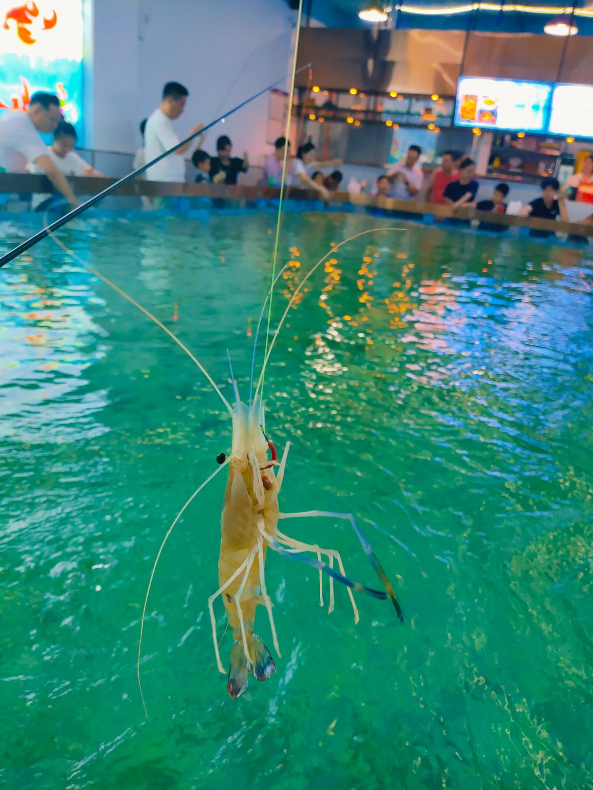 海钓飘虾(海钓飘虾钓法视频)