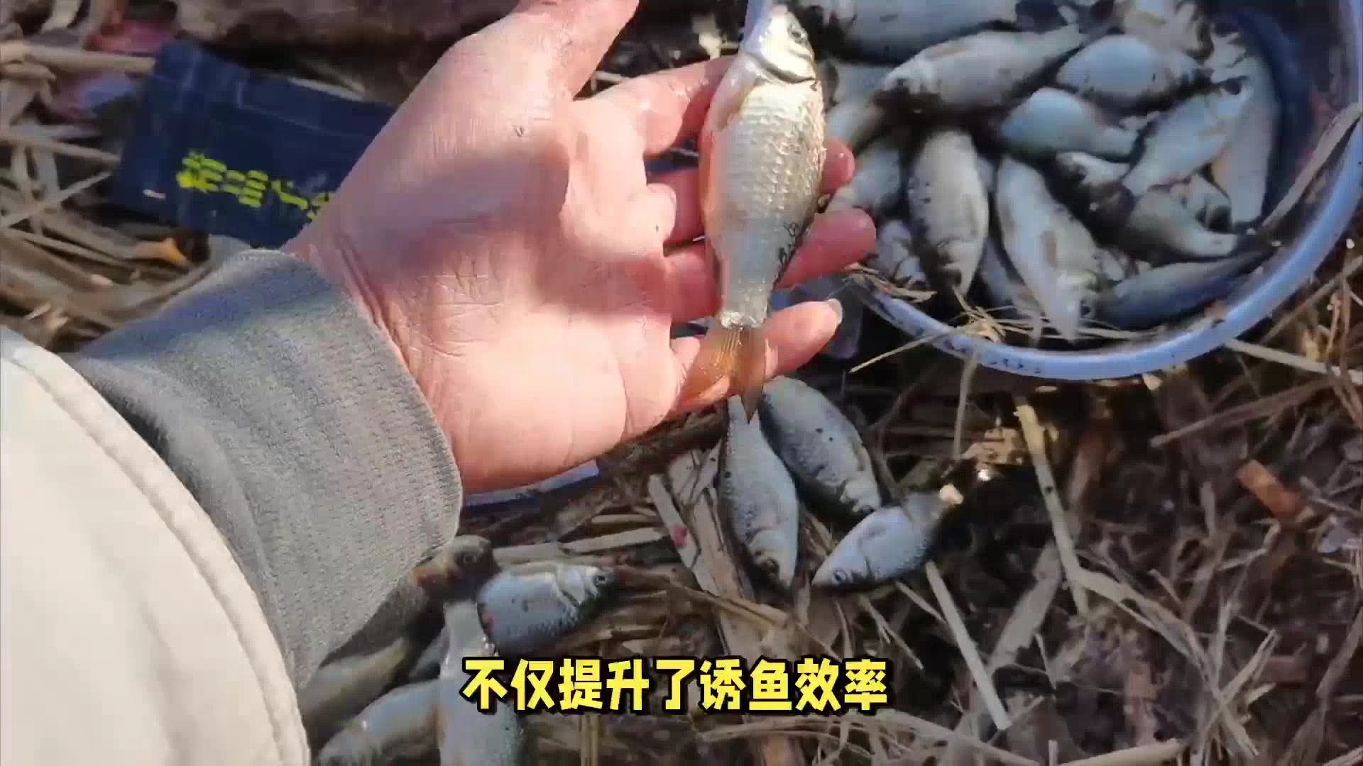 野钓鲮鱼打窝技巧(鲮鱼打窝持久的方法)