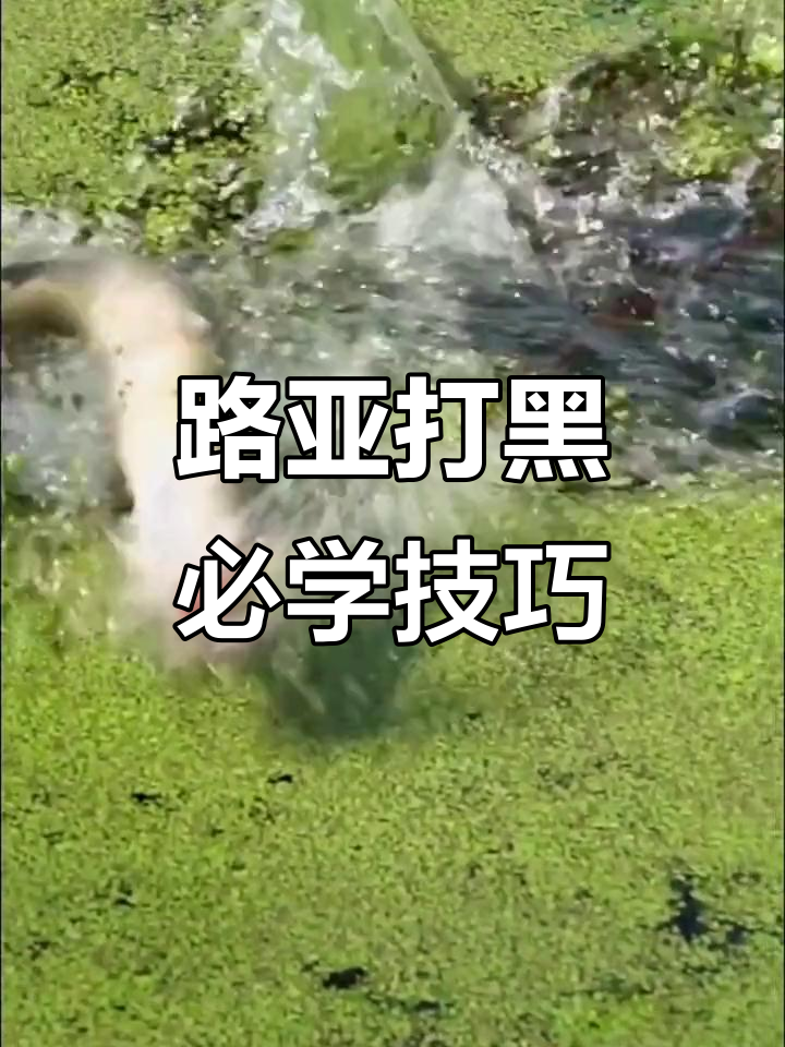用雷蛙钓黑鱼技巧(雷蛙钓黑鱼的最好方法是什么方法)
