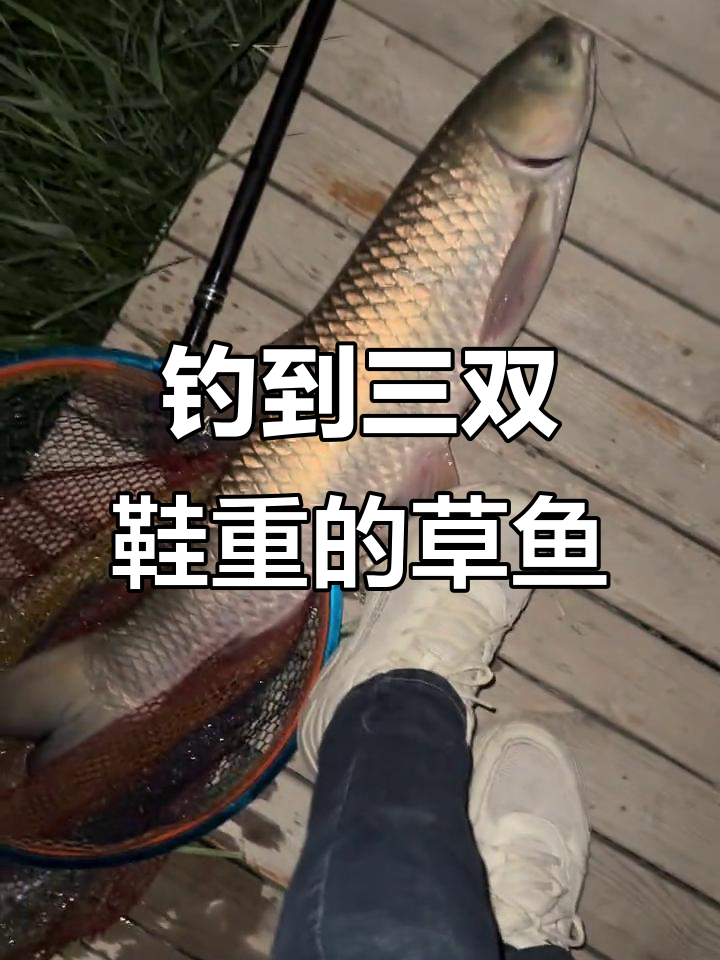 野钓水库草鱼技巧(水库钓草鱼技巧全攻略)