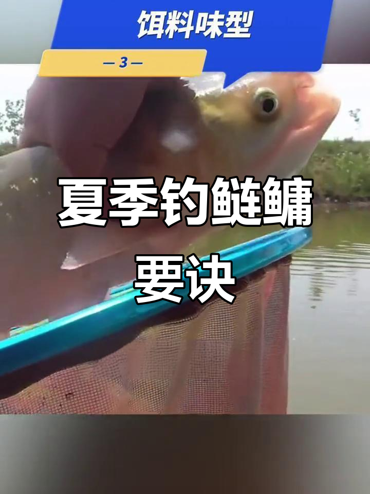夏季钓鲢鳙的技巧(夏天钓鲢鳙的最佳时间及方法)