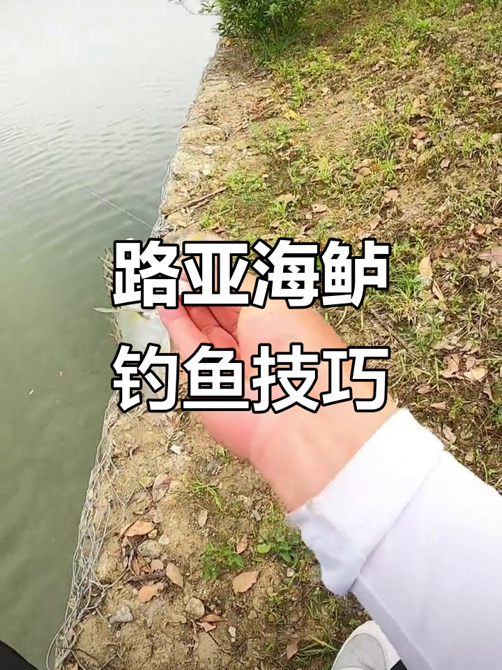 路亚钓海鲈技巧(路亚钓海鲈用什么饵好)
