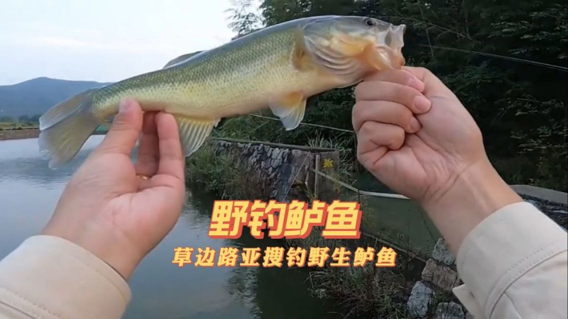 水库路亚搜鲈鱼(路亚水库鲈鱼怎么钓)