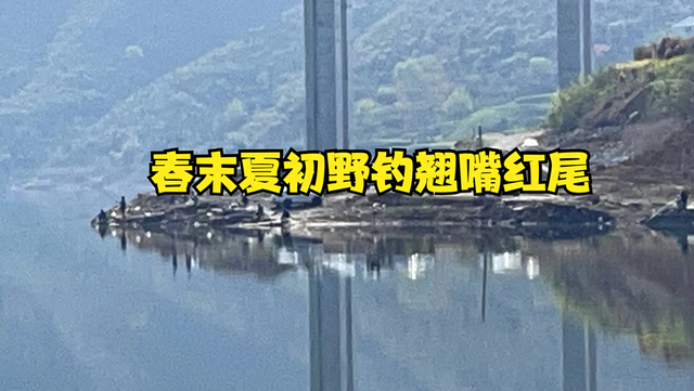 红尾翘嘴的垂钓技巧(红尾翘嘴的垂钓技巧和方法)