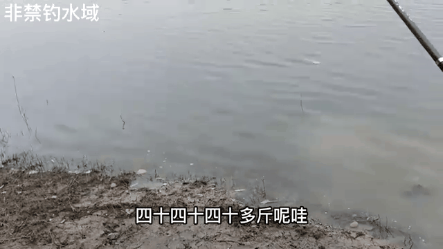 海杆钓胖头鱼技巧(海杆钓胖头鱼技巧图解)
