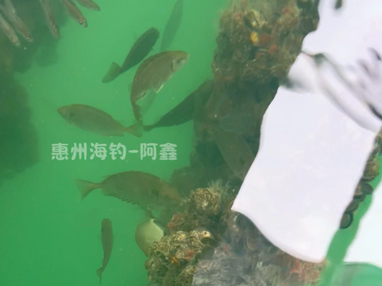 鱼排颗粒海钓(鱼排钓鱼用什么饵料)