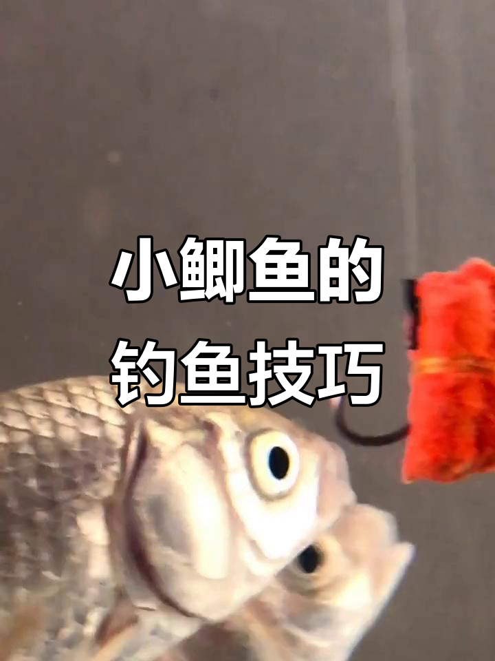 饵料上的鲫鱼小(鲫鱼饵料状态怎么算好)