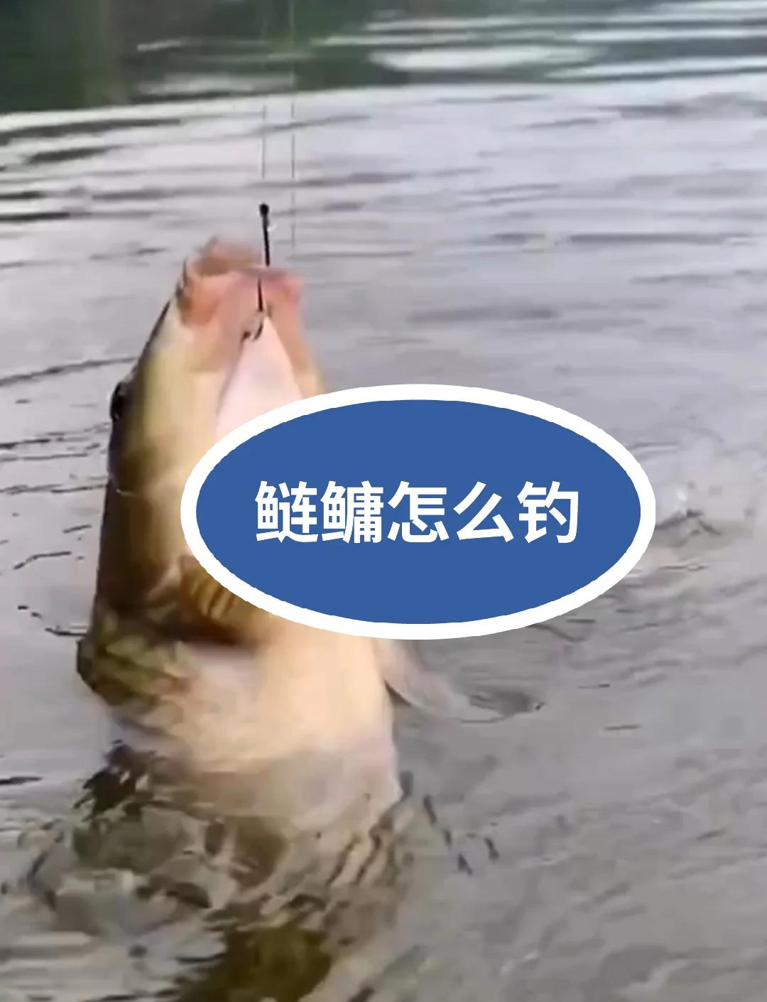 冬天秋天钓鲢鳙技巧(秋冬钓鲢鳙一般钓几米)