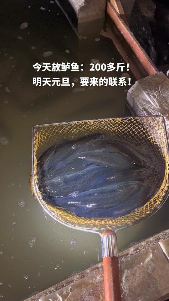 贵州鱼种路亚(贵州路亚好去处)