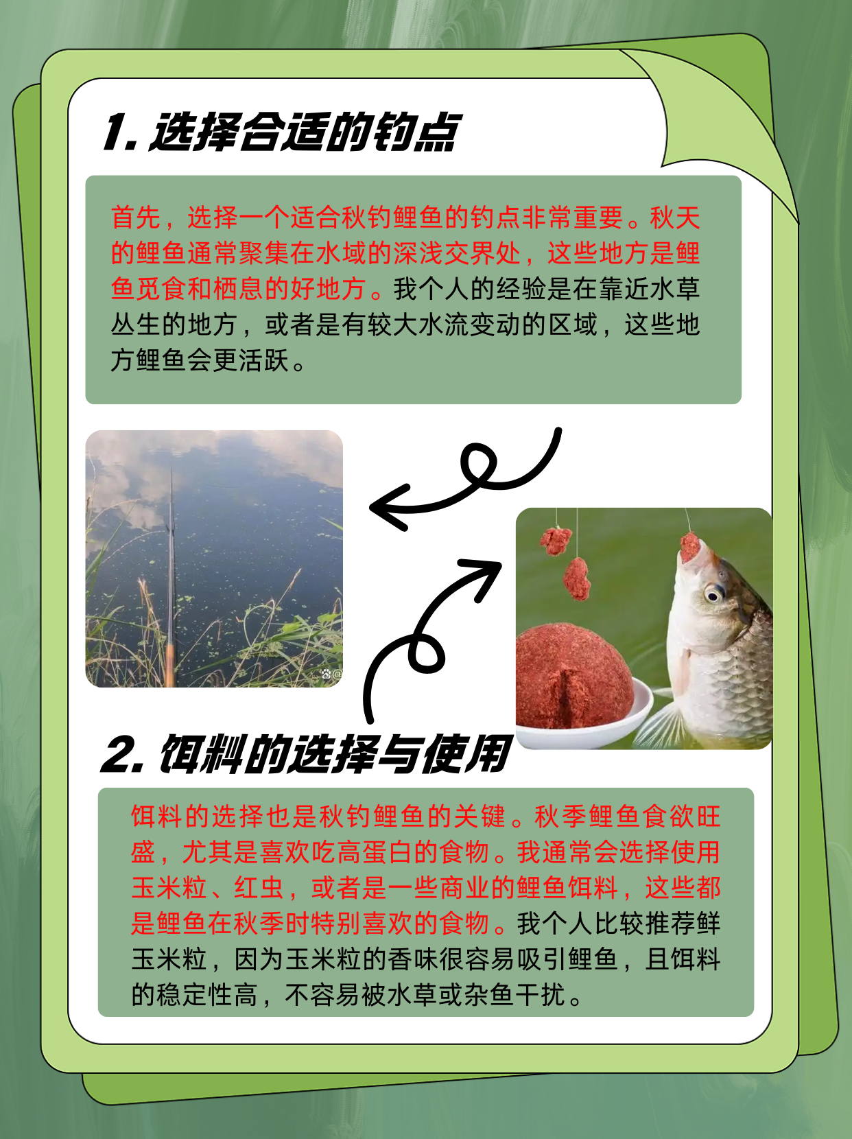 钓鲤鱼技巧大全(钓鲤鱼技巧和方法)