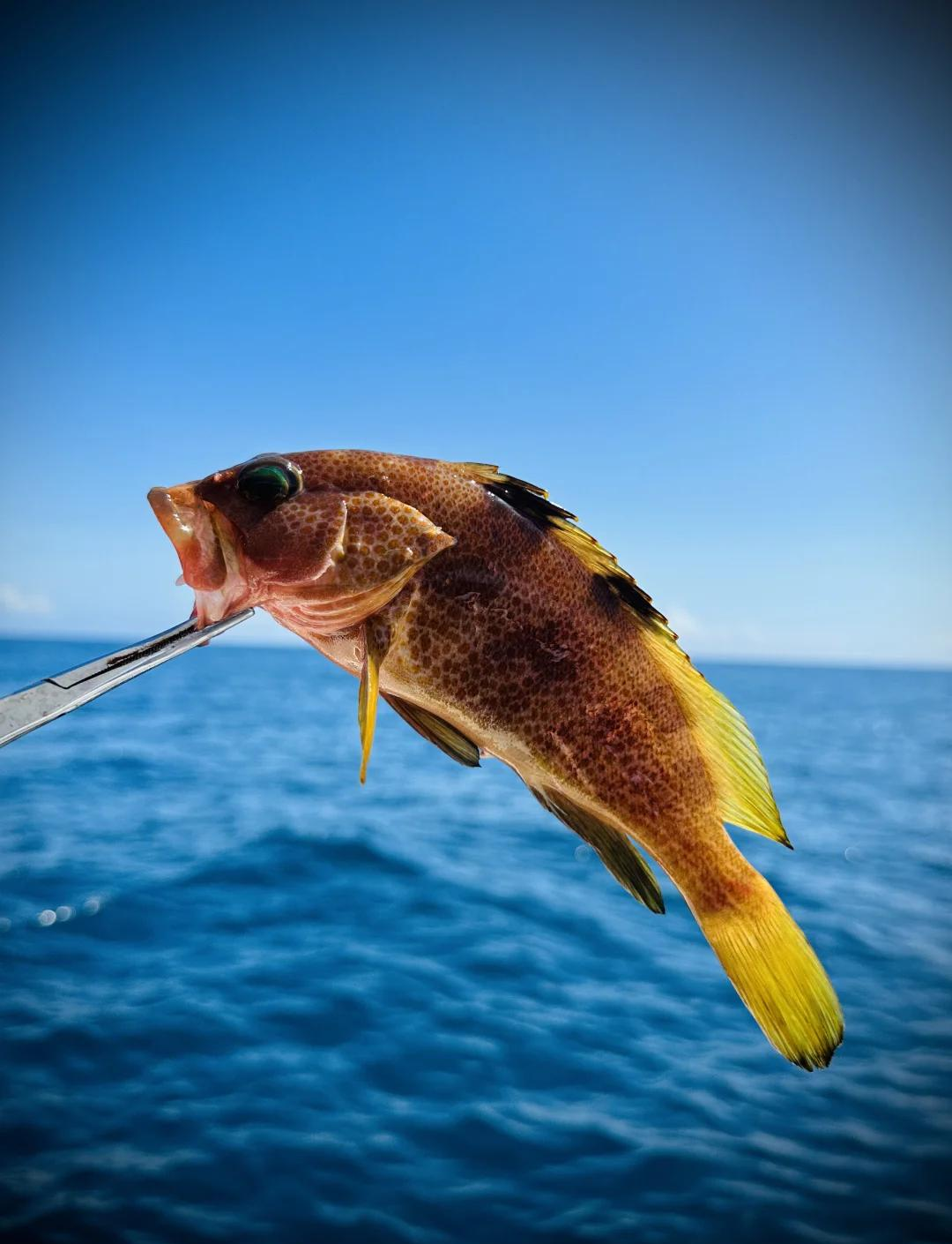 海钓红鲉(海钓红色的鱼是什么鱼)