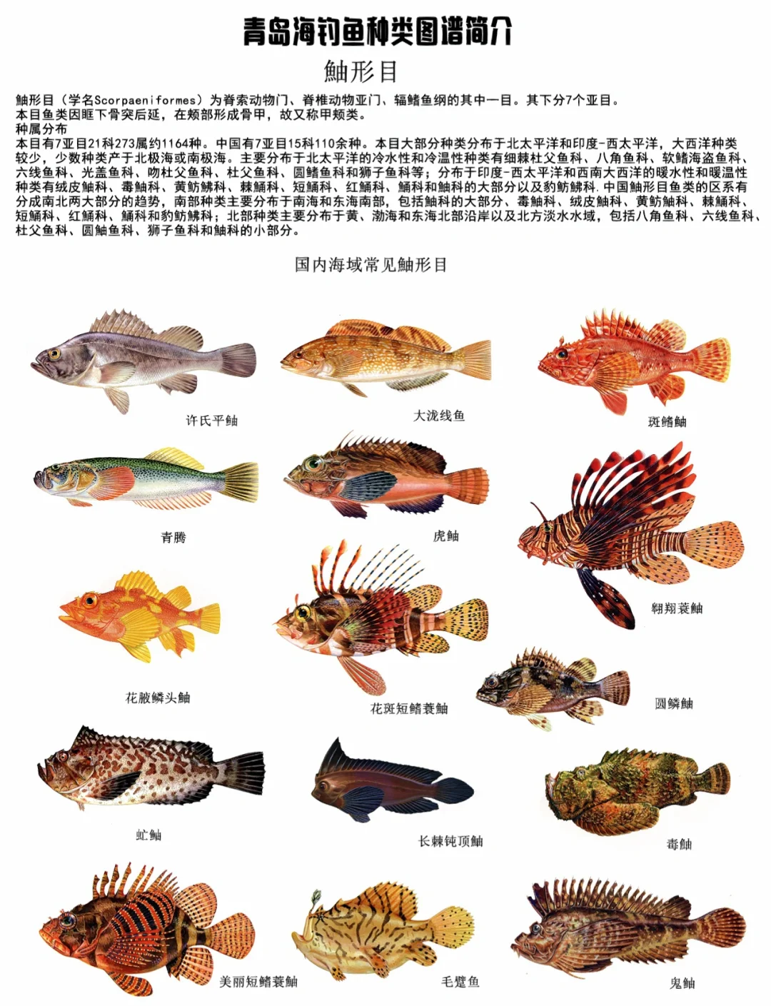 海钓红鲉(海钓红色的鱼是什么鱼)