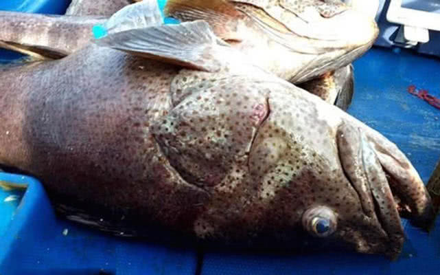 深海钓石班(海钓钓石斑鱼钓底多深?)