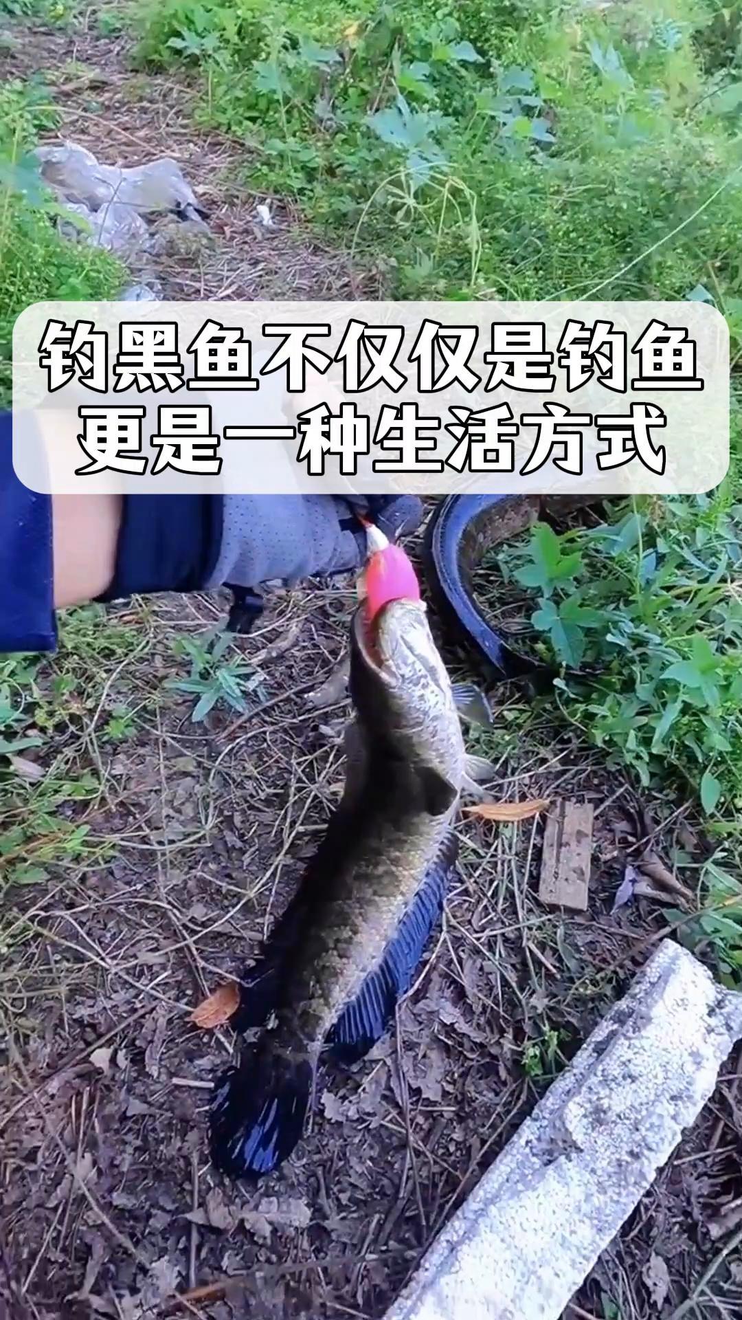 那黑鱼的技巧视频(黑鱼怎么做才好吃看视频)