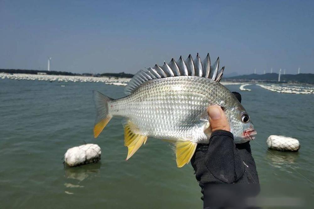 福州挖海钓红虫(福州海钓钓点)