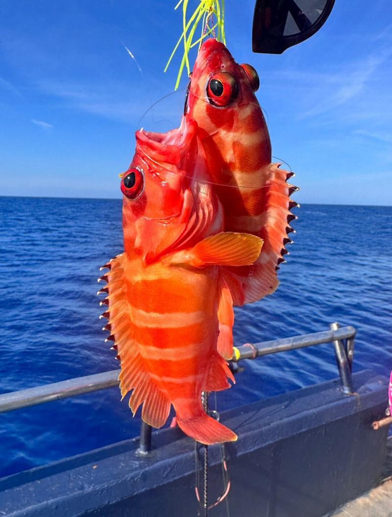 非法西沙旅游海钓乱象(非法西沙旅游海钓乱象怎么处理)