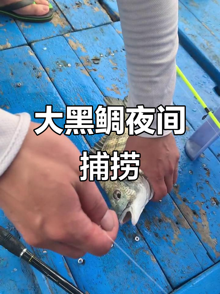 钓黑鲷鱼的技巧(钓黑鲷鱼线组图解)