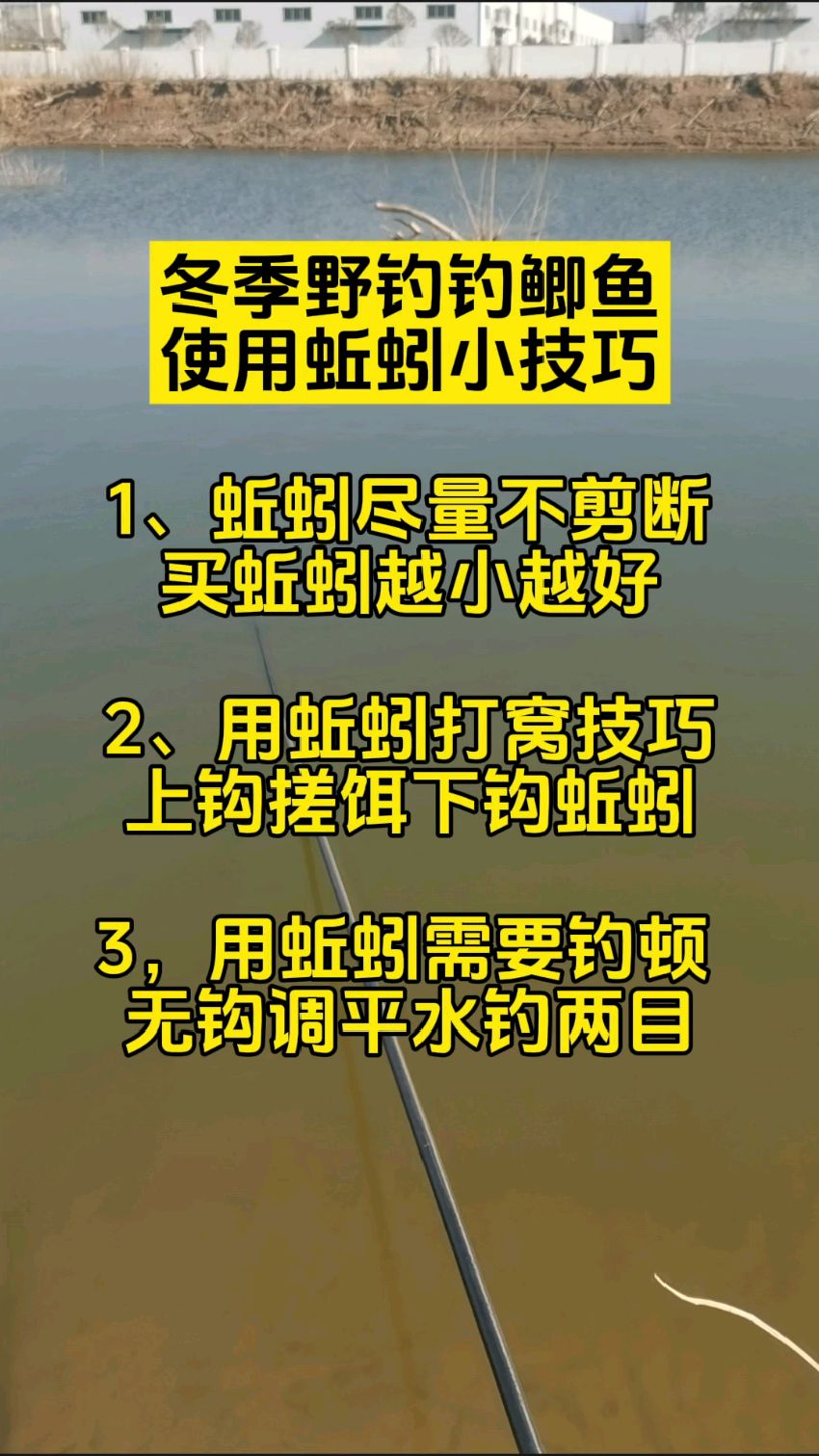 海竿使用蚯蚓技巧(海竿怎么挂蚯蚓钓鲤鱼)