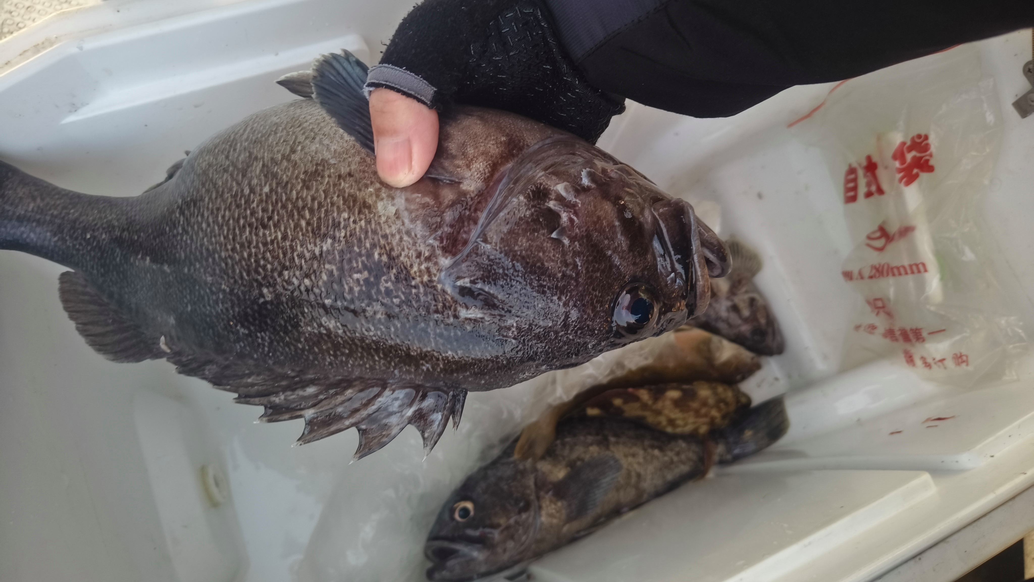 海钓网(海钓网络用语)